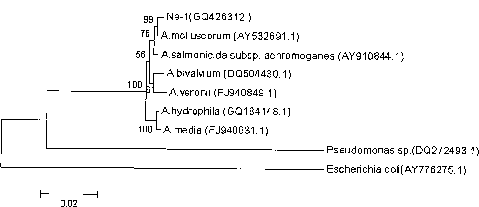 Method for separating Aeromonas molluscorum producing tetrodotoxin from Takifugu fasciatus tissue and fermentation culture method of Aeromonas molluscorum as well as detection method of produced tetrodotoxin