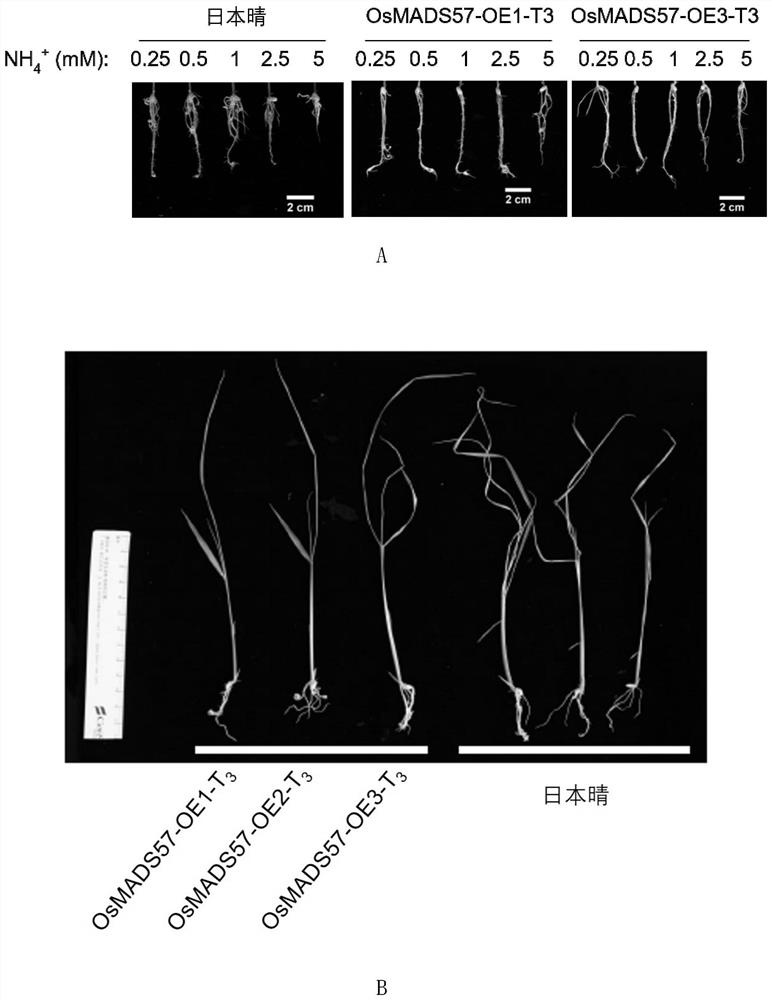 Application of protein m57 in regulating rice resistance to ammonium