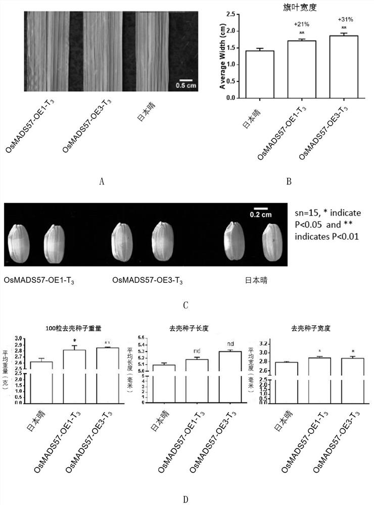 Application of protein m57 in regulating rice resistance to ammonium