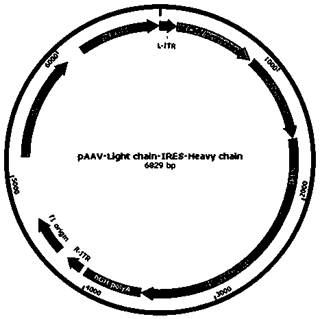 an immune-enhancing reagent