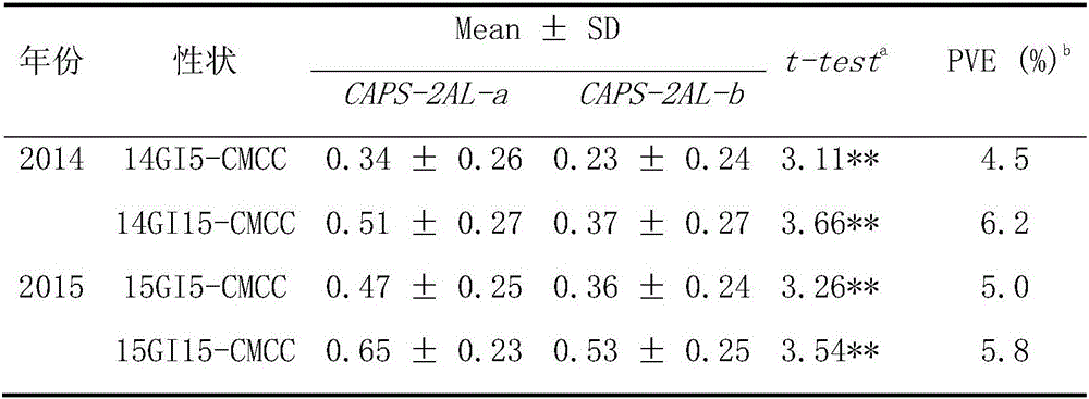 Wheat seed dormancy persistence-substantially related SNP label and its CAPS label and use