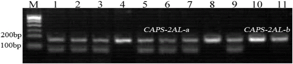 Wheat seed dormancy persistence-substantially related SNP label and its CAPS label and use