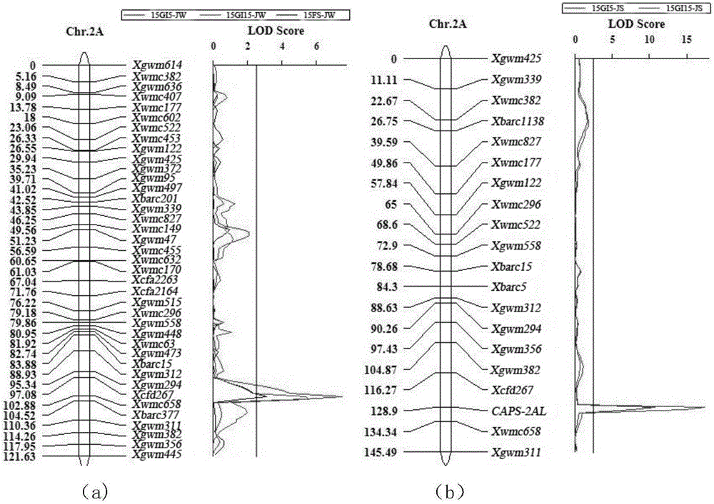 Wheat seed dormancy persistence-substantially related SNP label and its CAPS label and use