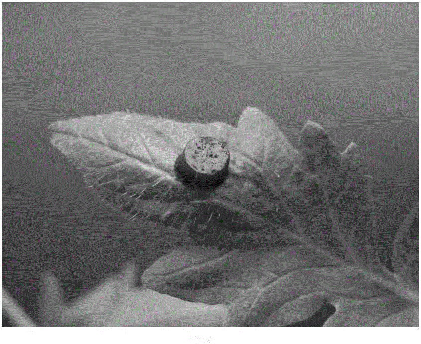 Method for quickly inducing spore production of stemphylium botryosum