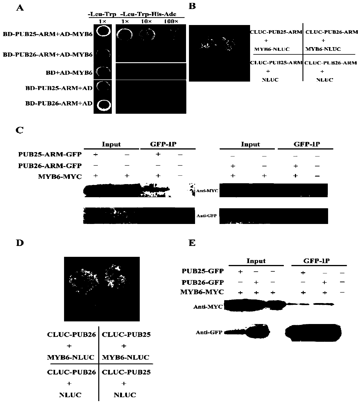 Application of MYB6 protein and coding gene thereof in regulating verticillium wilt resistance of plants