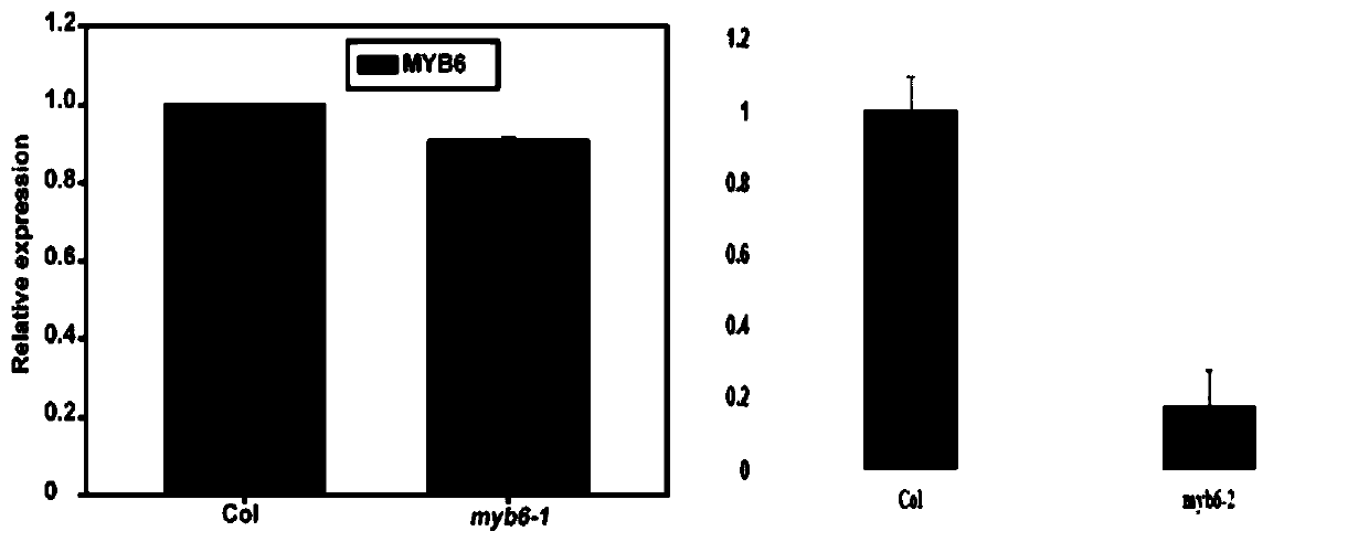 Application of MYB6 protein and coding gene thereof in regulating verticillium wilt resistance of plants