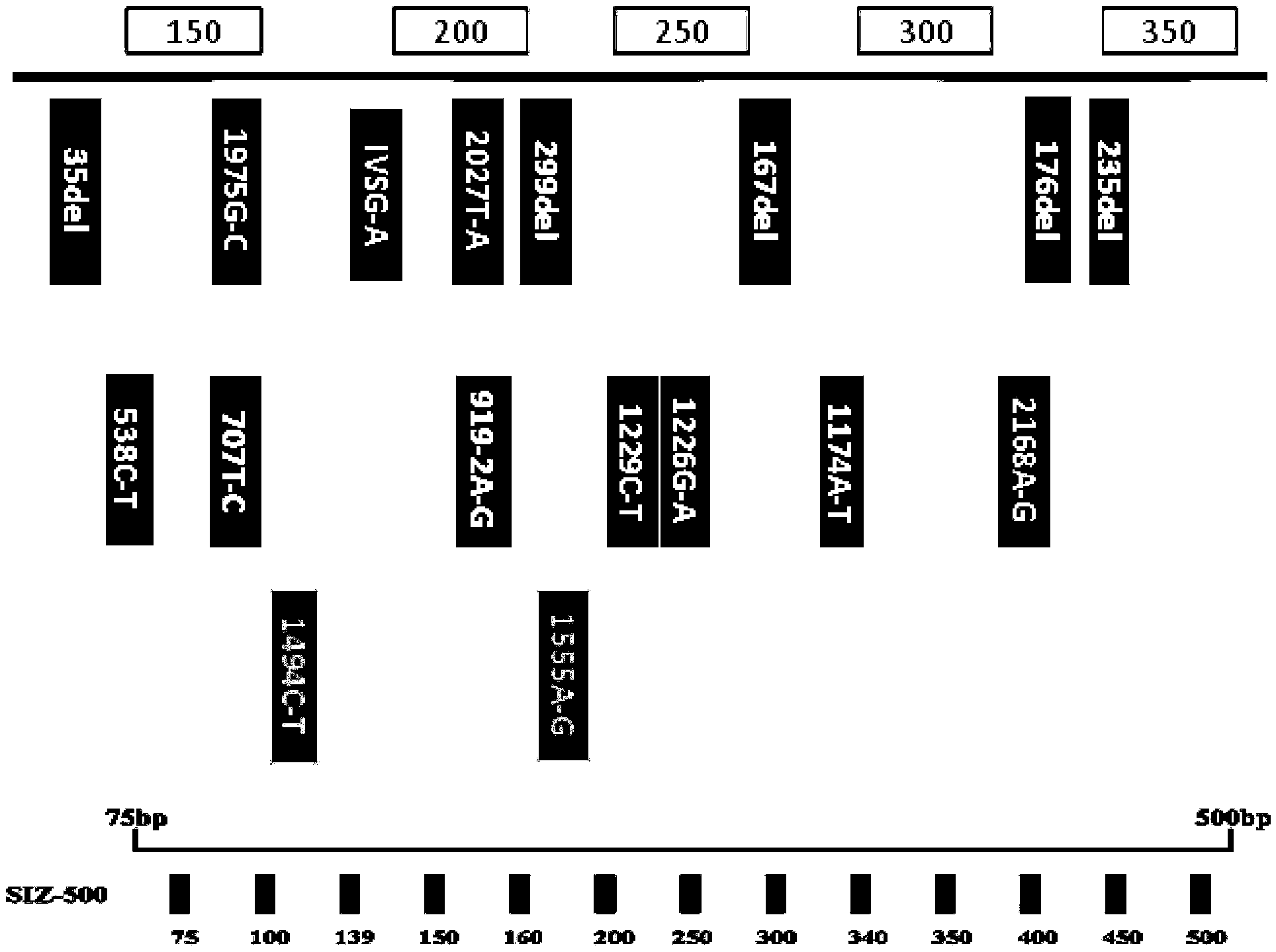 Gene detection kit for hereditary hearing loss