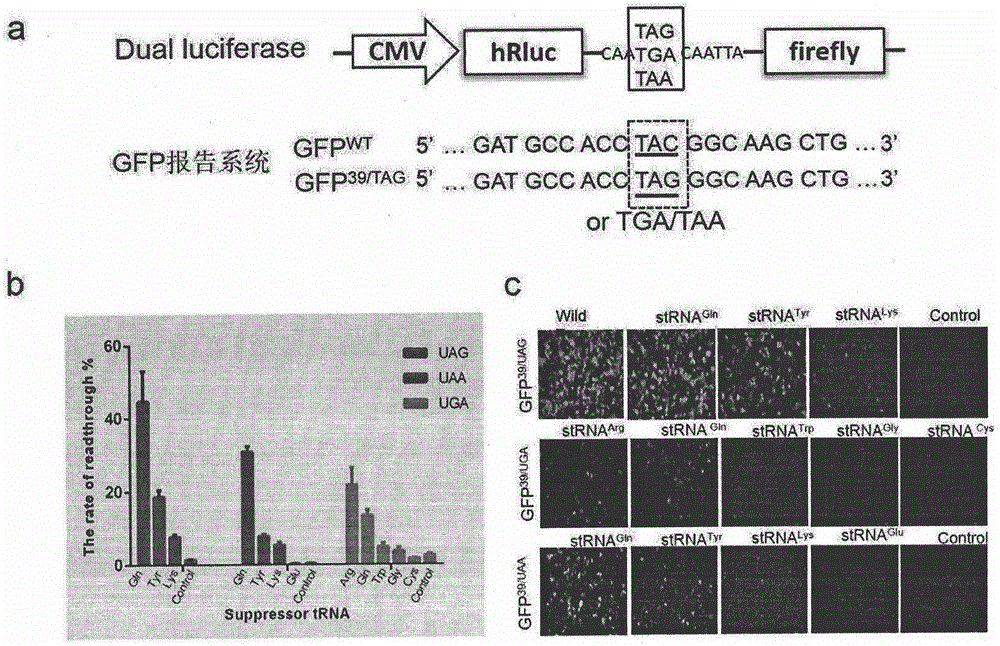 Truncated protein for reading through premature termination codons diseases by using inhibitory transfer ribonucleic acids (tRNAs)