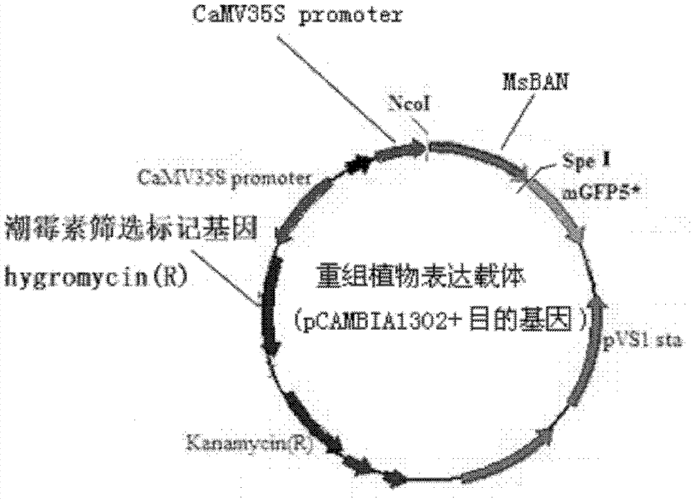 Alfalfa anthocyanin reductase gene and its encoded protein and application