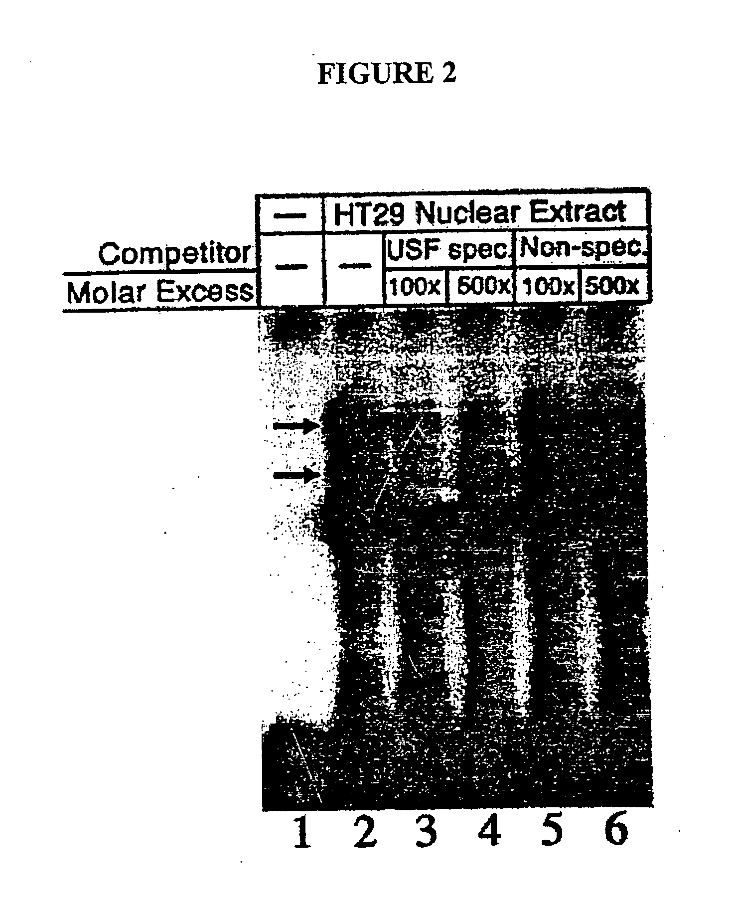 Thymidylate synthase polymorphisms for use in screening for cancer susceptibility