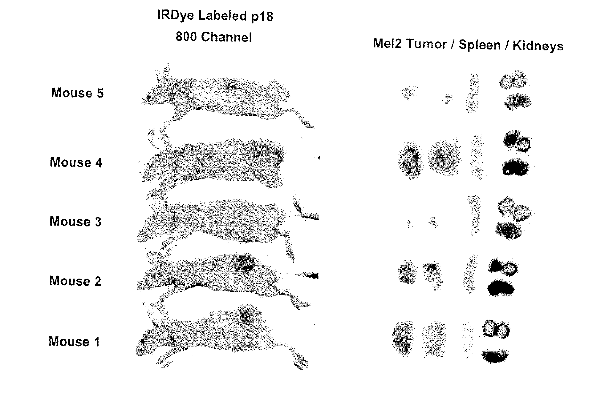 Modifications of cupredoxin derived peptides and methods of use thereof