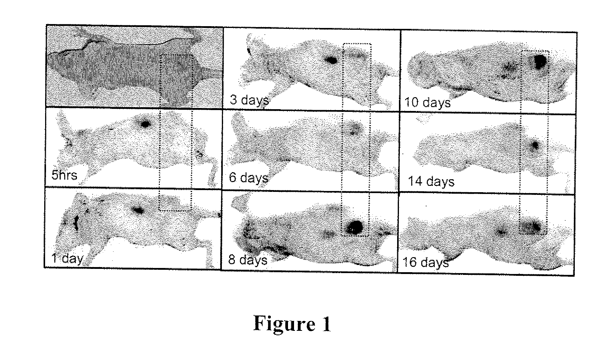 Modifications of cupredoxin derived peptides and methods of use thereof