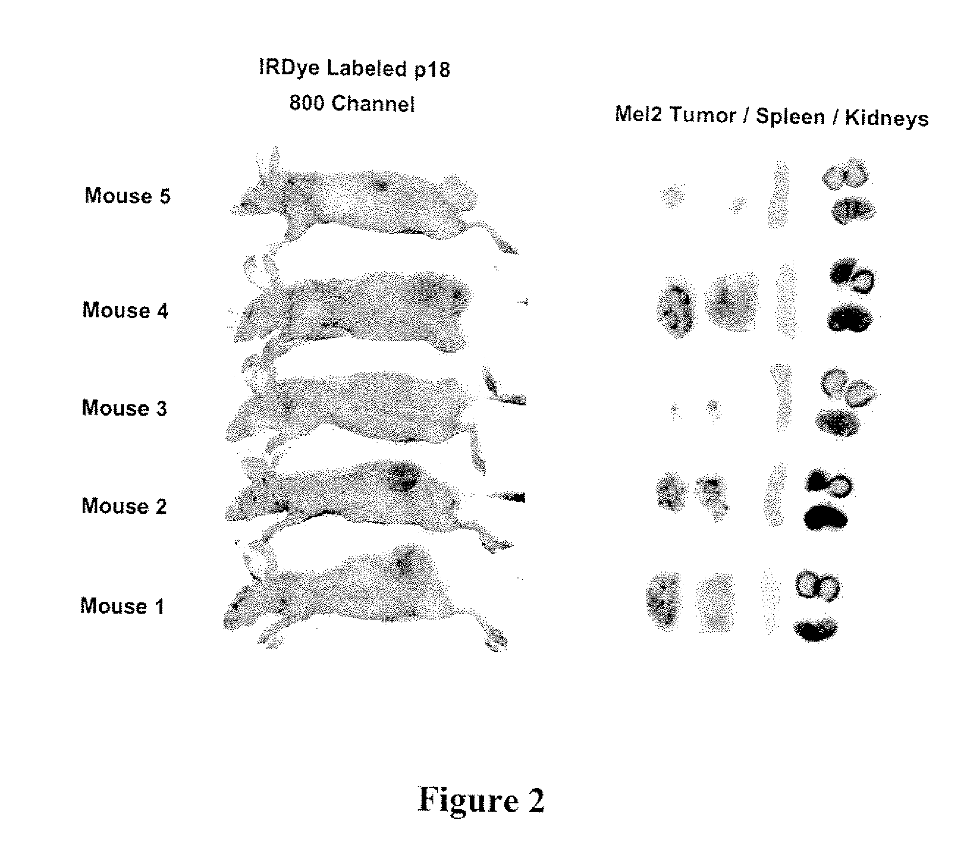 Modifications of cupredoxin derived peptides and methods of use thereof