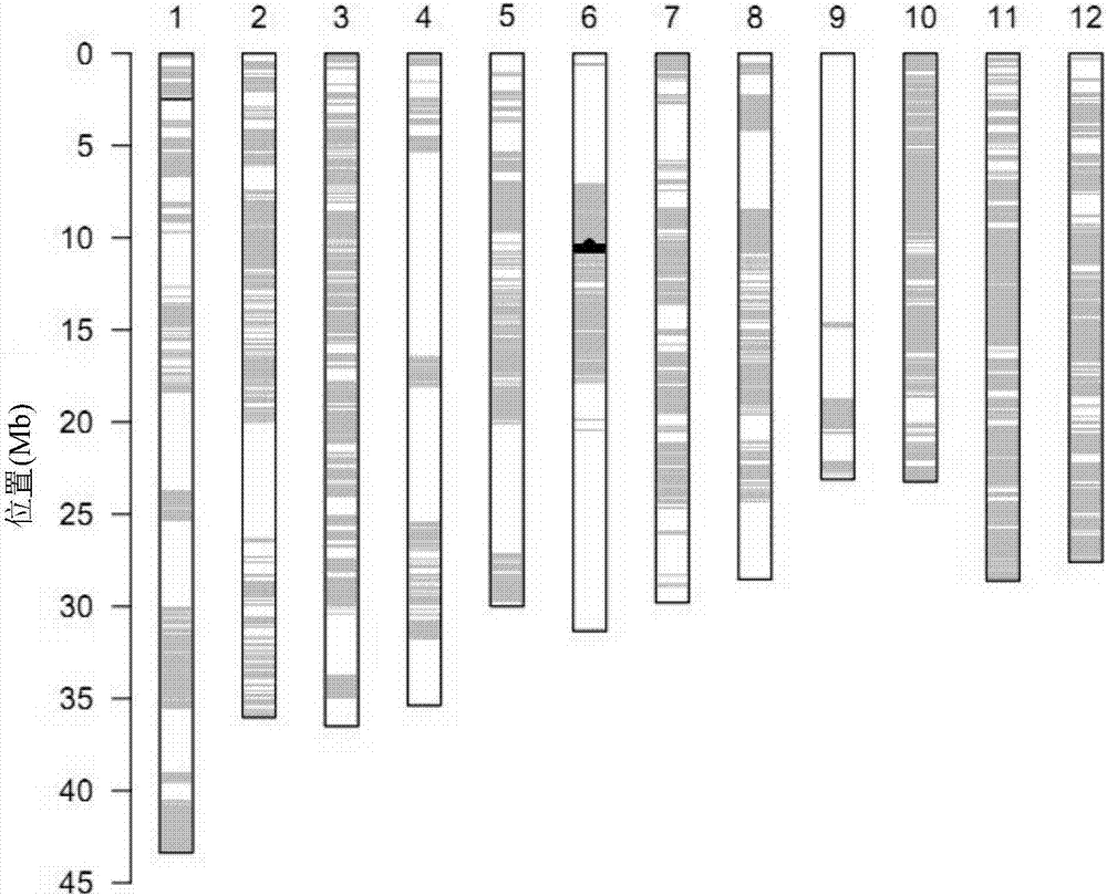 Recombinant nucleic acid fragment RecCR010165 and detection method thereof