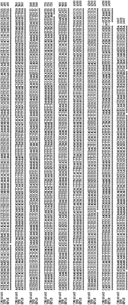 Recombinant nucleic acid fragment RecCR010165 and detection method thereof