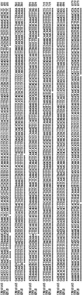 Recombinant nucleic acid fragment RecCR010165 and detection method thereof