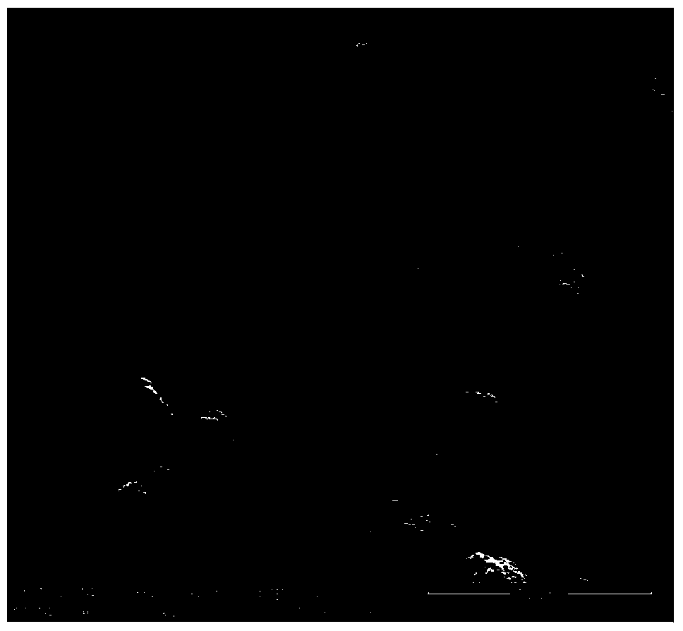 Colored toner prepared through in-situ miniemulsion polymerization and electrostatic agglomeration and preparation method thereof