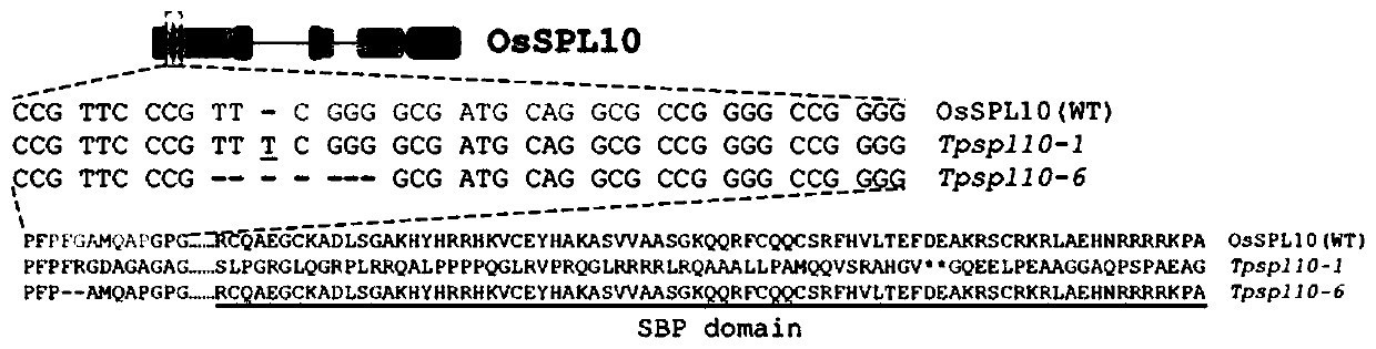 Transcription factor gene Osspl10 of Oryza sativa and application of transcription factor gene Osspl10