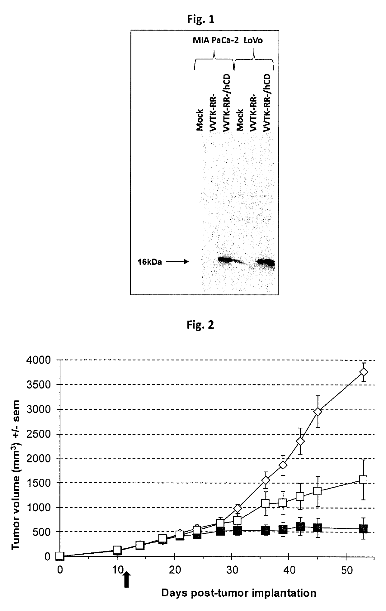 Oncolytic viruses and therapeutic molecules