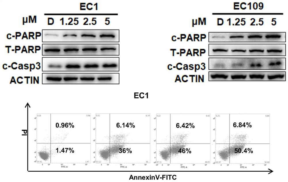 Medical use of NEDDylation blocker