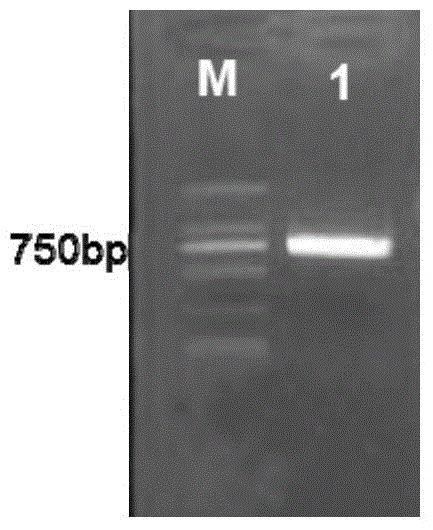 A brown planthopper gene nl19243 and its encoded product and application