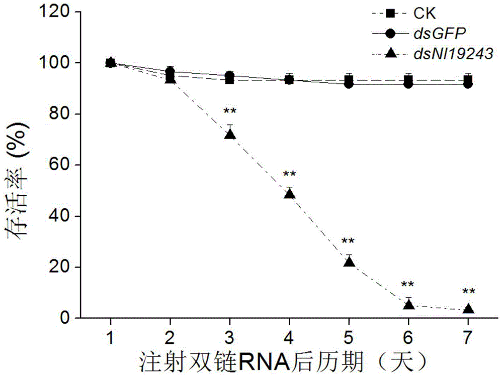 A brown planthopper gene nl19243 and its encoded product and application