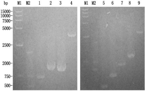 Mycoplasma hyopneumoniae subunit vaccine and preparation method and application thereof