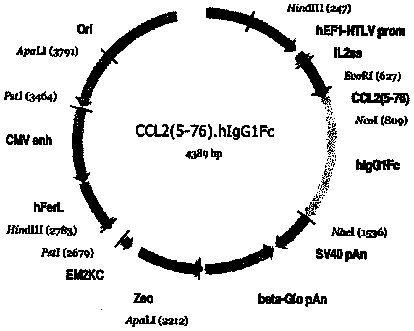 Chemokine-immunoglobulin fusion polypeptides, compositions, method of making and use thereof