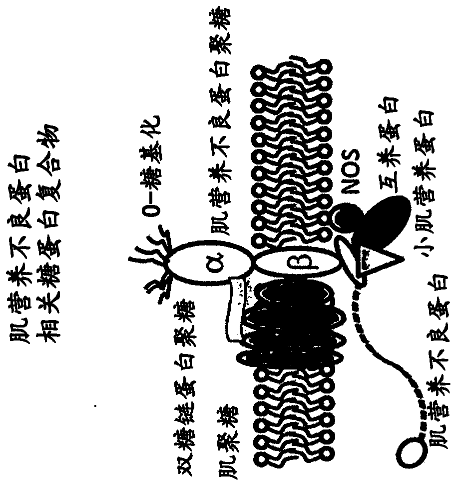 Multispecific binding molecules having specificity to dystroglycan and laminin-2