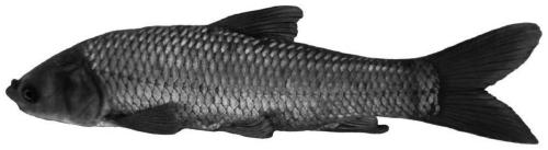 Gynogenetic black carp culture method