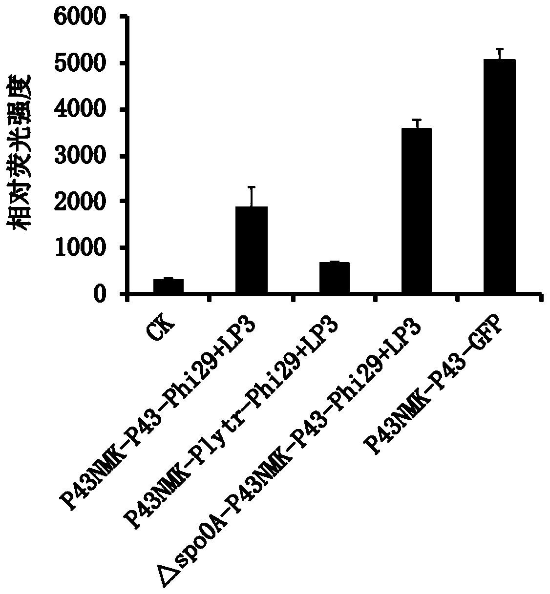 Construction and application of bacillus subtilis linear plasmid system