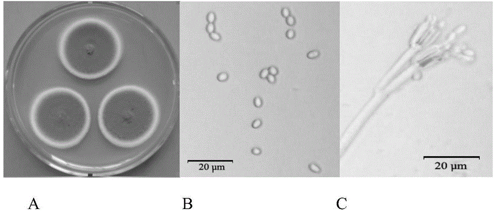 Cellulose-degradation fungus and preparation of inoculum and application thereof