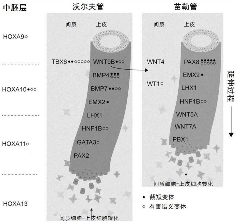 Marker for the diagnosis of mrkh syndrome and its application in the preparation of diagnostic kits