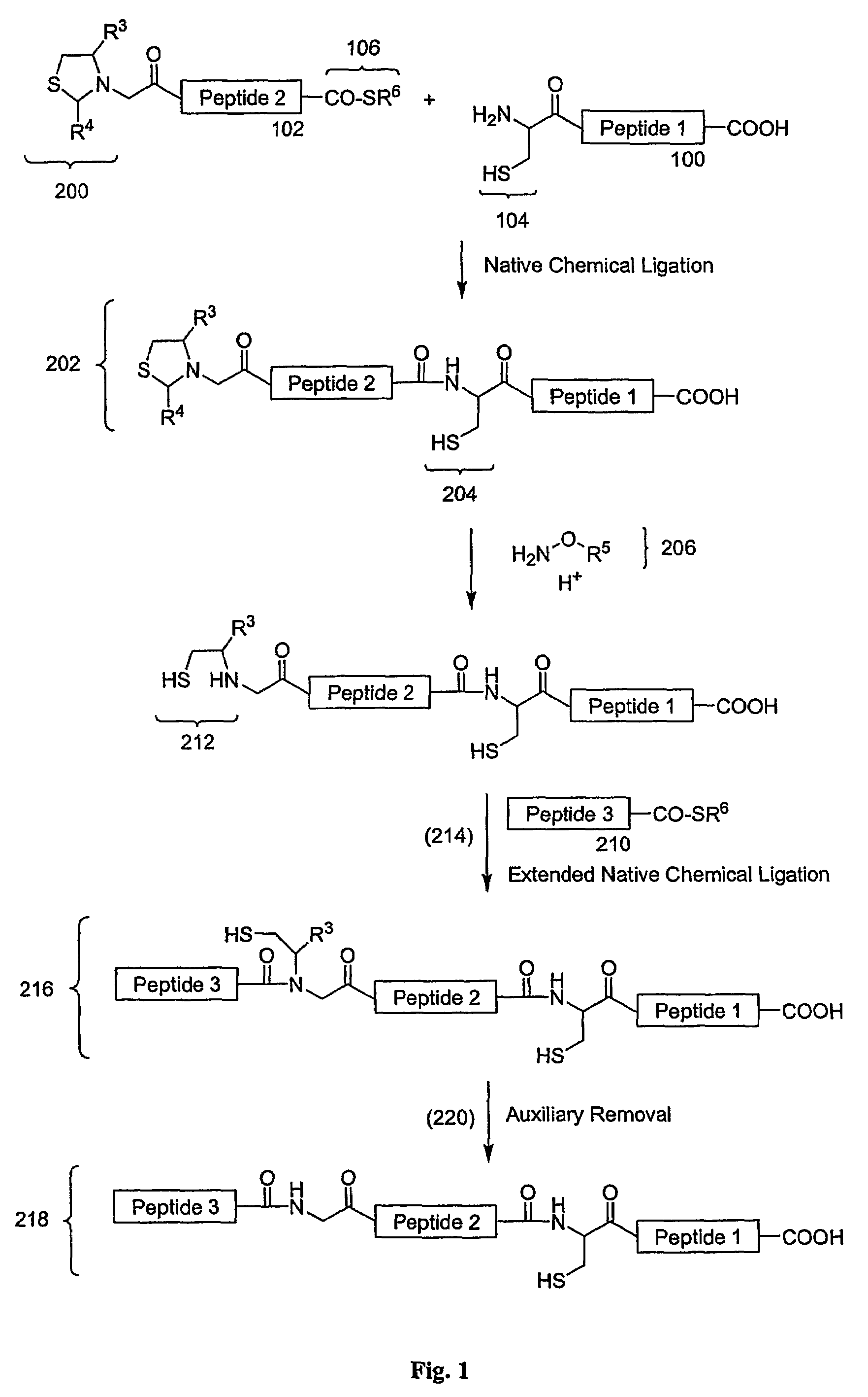 Carboxy protection strategies for acidic C-terminal amino acids in chemical ligation of oligopeptides