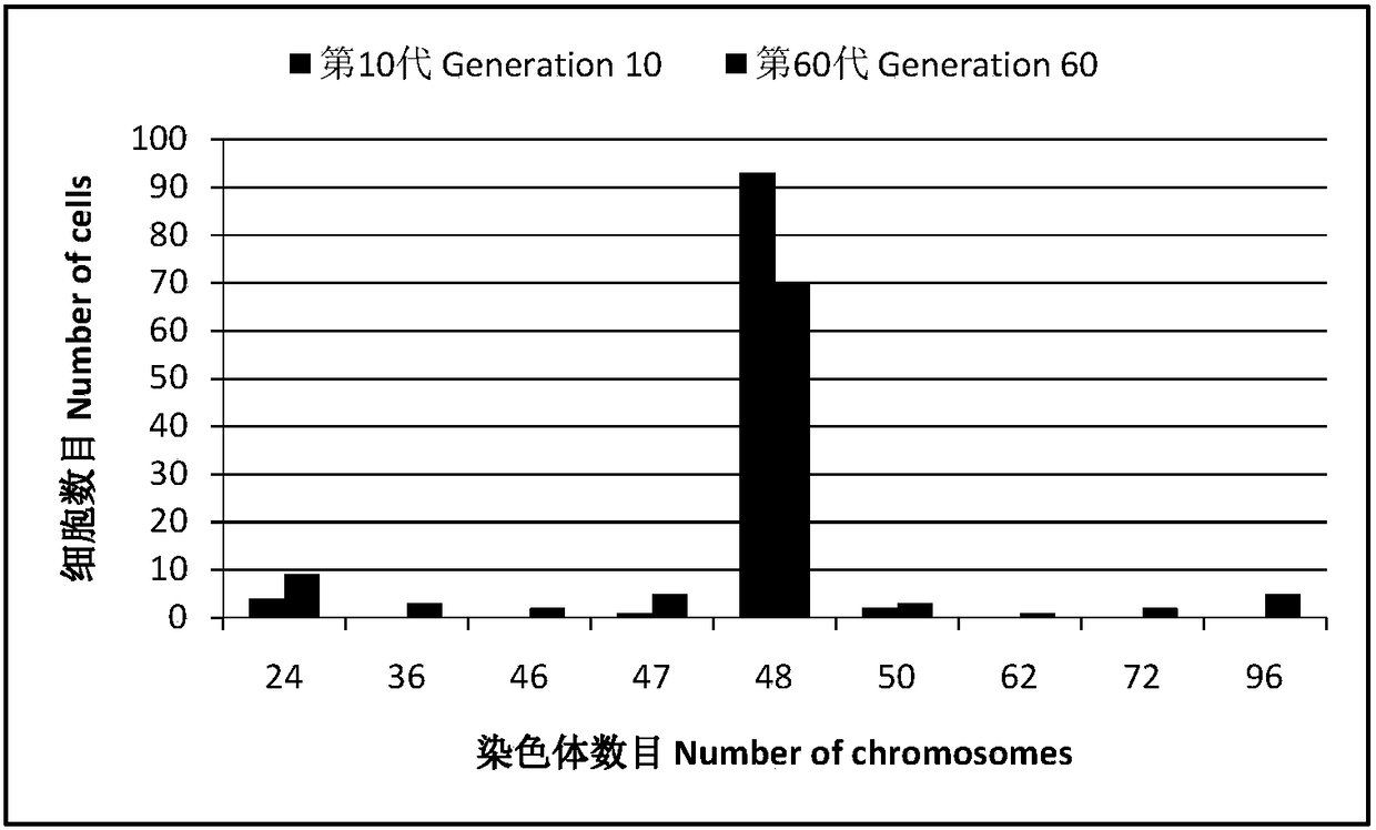 Ctenopharyngodon idellus muscle tissue cell line and application