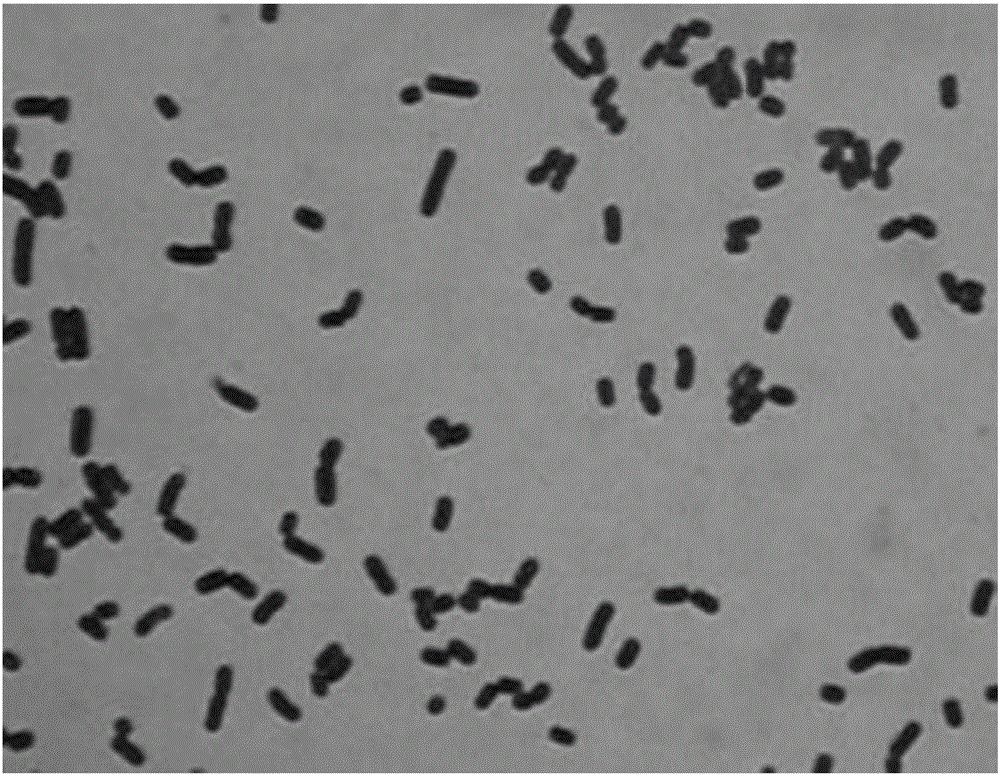 High-producing 3-hydroxypropionaldehyde strain and application thereof to prevention and treatment of digestive tract infection of mammals