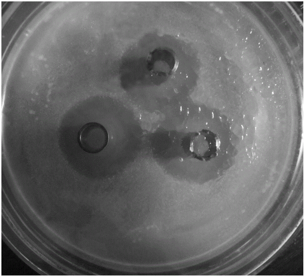 High-producing 3-hydroxypropionaldehyde strain and application thereof to prevention and treatment of digestive tract infection of mammals