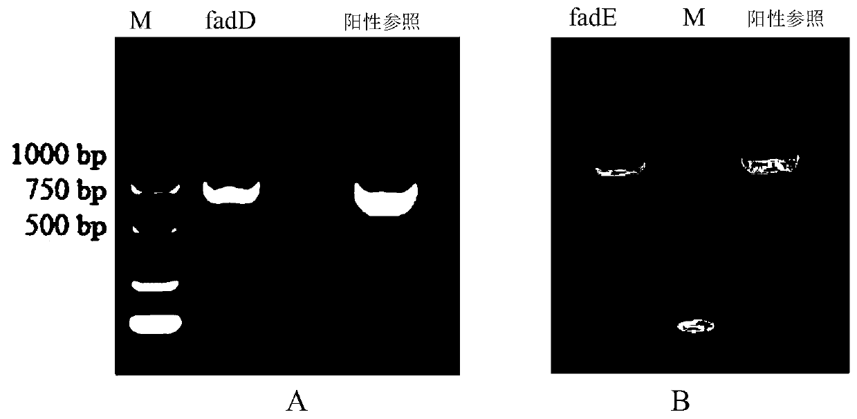 Spinosad high-yield genetically engineered bacteria and its construction method and application