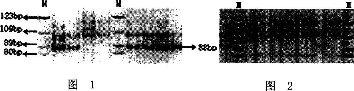 Molecular marker of Wuzhishan pig and its application