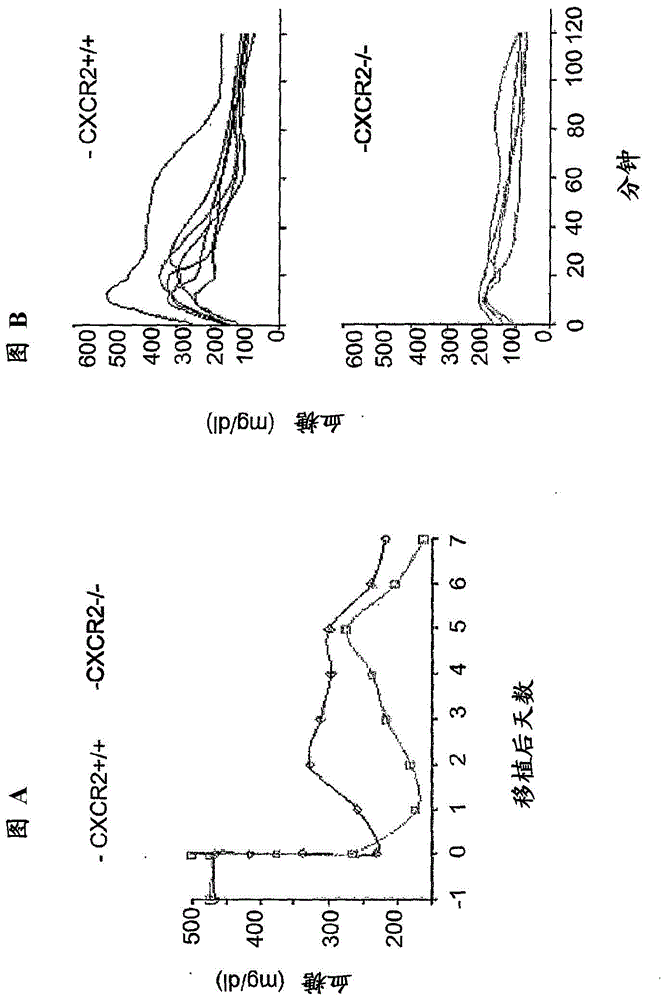 Inhibitors of cxcr1/2 as adjuvants in the transplant of pancreatic islets