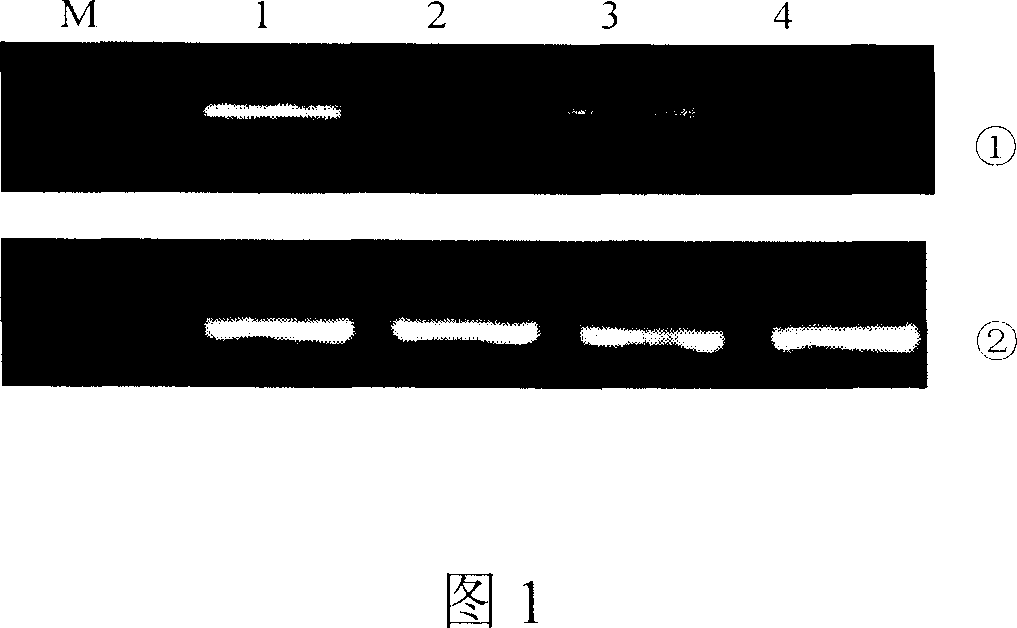 Method for inducing stem cell to liver cell directional diferentiation and use of liver cell