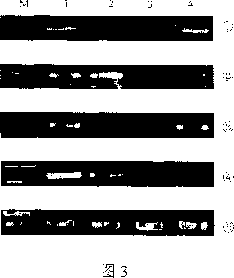 Method for inducing stem cell to liver cell directional diferentiation and use of liver cell