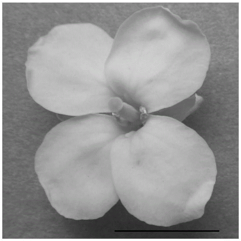 Breeding method of cabbage type rape woad oil cytoplasm male sterile line