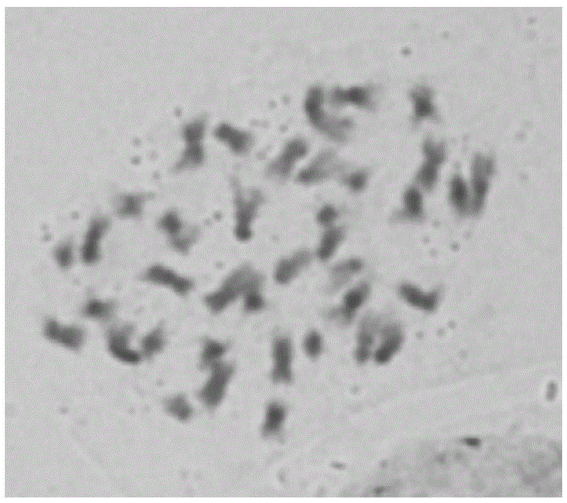 Breeding method of cabbage type rape woad oil cytoplasm male sterile line