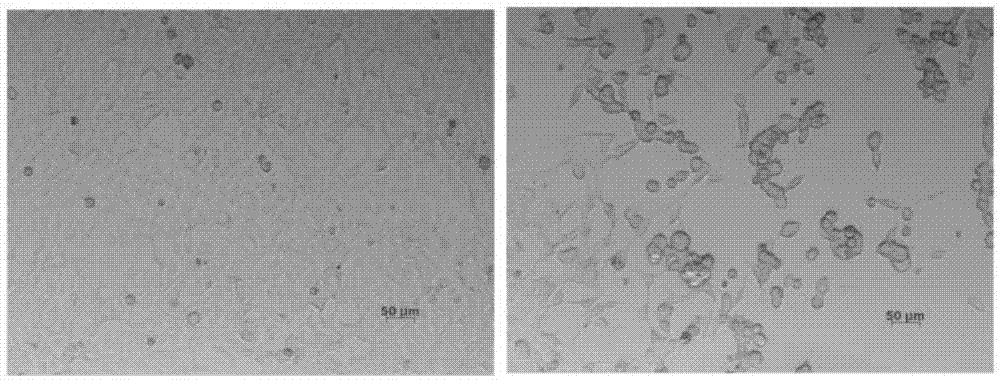 Frameworks and viruses encoding bispecific molecules secreted to mediate effector cell killing of target cells