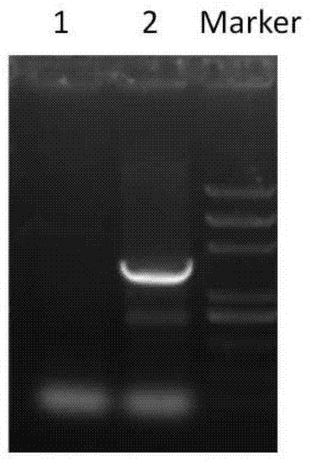 Frameworks and viruses encoding bispecific molecules secreted to mediate effector cell killing of target cells