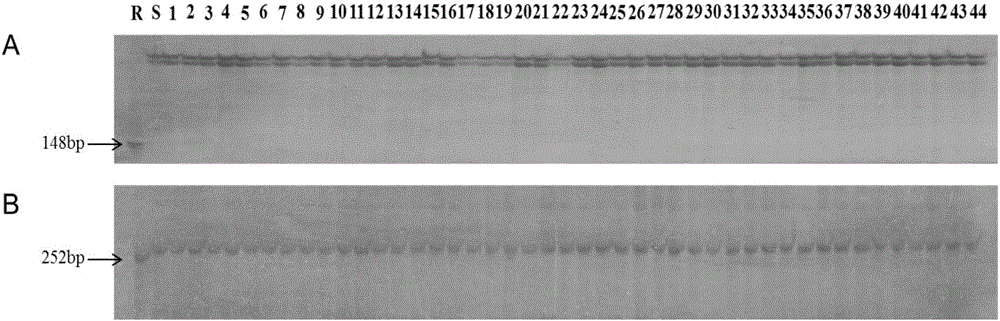 Co-separation molecular marker TCR540 of clubroot resistant CRb gene of Chinese cabbages, primers and application