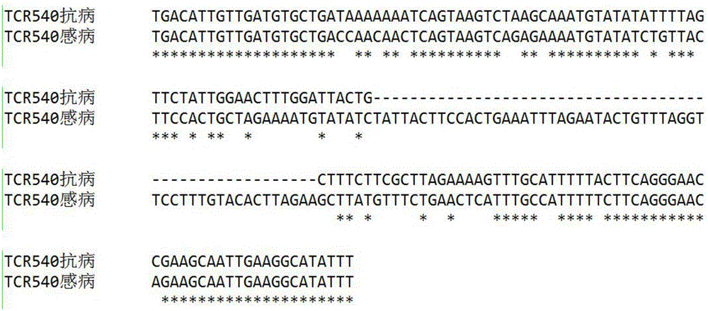 Co-separation molecular marker TCR540 of clubroot resistant CRb gene of Chinese cabbages, primers and application