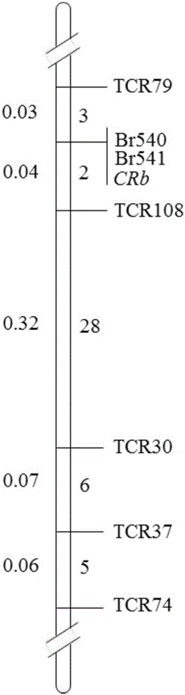 Co-separation molecular marker TCR540 of clubroot resistant CRb gene of Chinese cabbages, primers and application