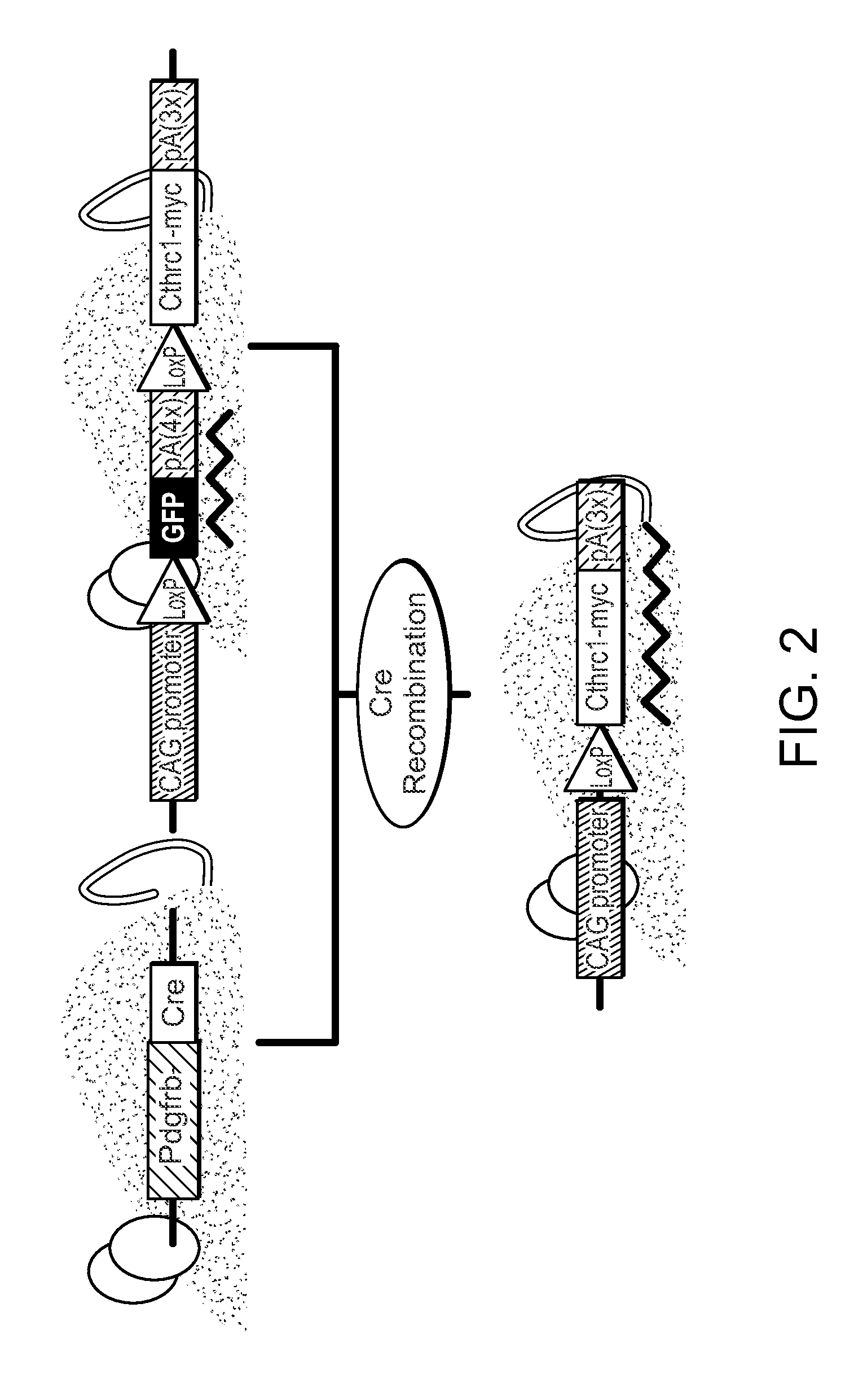 Compositions and methods for the treatment of cardiac and vascular disease